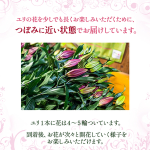 日頃の感謝を「花束」で、オリエンタルリリー【秀品5本】 誕生日 植物 フラワー ギフト プレゼント/Osy-02