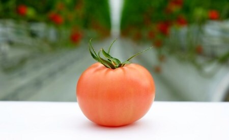 受付4か月で800件超え四万十産トマト「凛と」／Fbg-A003
