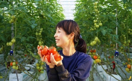 受付4か月で800件超え四万十産トマト「凛と」／Fbg-A003
