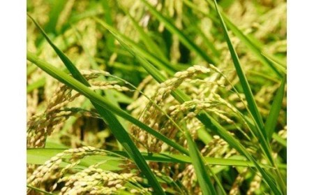 【令和7年産米】四万十育ちの美味しいお米。高知のにこまる6kg、にこまる（香り米入り）5kg 【計11kg】Bmu-C22 農家 こだわり ブランド米　5キロ　11キロ　低農薬