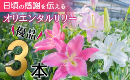 日頃の感謝を「花束」で、オリエンタルリリー【優品3本】／Osy-A13  誕生日 植物 フラワー プレゼント 花束 ゆり リリー お花