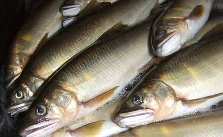 四万十川天然鮎【極上鮎うるか】×ミステリアスリザーブ／Esg-23 鮎 鮎 鮎 鮎 鮎