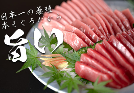 お正月 贅沢 本マグロ お刺身 3種セット 750g  国産 養殖 黒潮本まぐろ