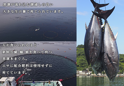 【定期便】黒潮本マグロ 中トロ 計3回