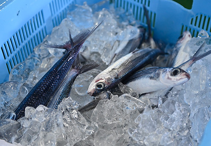 鮮度抜群 朝獲れ鮮魚ボックスA 3kg以上 冷蔵 当日仕入れ 当日発送 刺身 高知県 大月町