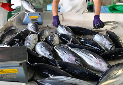 鮮度抜群 朝獲れ鮮魚ボックスC 3kg以上 高級魚 冷蔵 当日仕入れ 当日発送 刺身 高知県 大月町