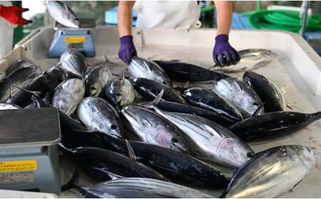 数量限定 希少 生かつお 藁焼きタタキ 800g以上 冷蔵 鰹たたき 高知県 大月町 本場の香り