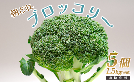 高知県産 ブロッコリー 5個 1.5kg前後 朝どれ 新鮮 国産