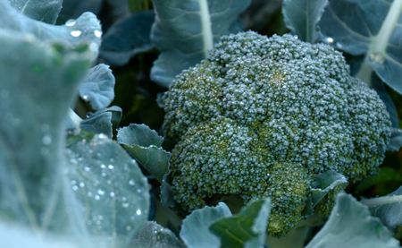 高知県産 ブロッコリー 5個 1.5kg前後 朝どれ 新鮮 国産
