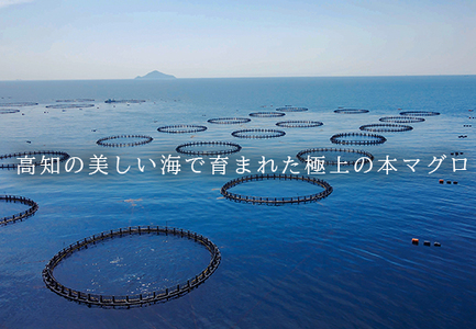 【12/23までの寄附で年内発送】 マグロ まぐろ 本マグロ 刺身 赤身 300g うみのファーム 養殖 本まぐろ さしみ 刺し身 ネギトロ ねぎとろ 漬け丼 海鮮丼 まぐろたたき 海鮮セット 柵 年末 年始 正月 高知県 大月町