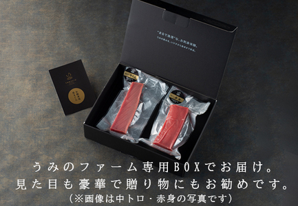 【12/23までの寄附で年内発送】 マグロ まぐろ 本マグロ 刺身 赤身 300g うみのファーム 養殖 本まぐろ さしみ 刺し身 ネギトロ ねぎとろ 漬け丼 海鮮丼 まぐろたたき 海鮮セット 柵 年末 年始 正月 高知県 大月町