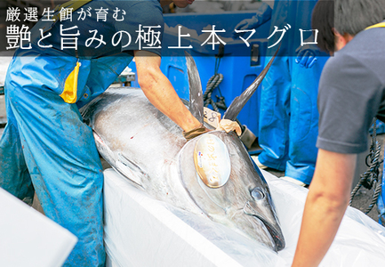 【12/23までの寄附で年内発送】 マグロ まぐろ 本マグロ 刺身 赤身 中トロ 大トロ 600g うみのファーム 養殖 本まぐろ さしみ 刺し身 ネギトロ ねぎとろ 漬け丼 海鮮丼 まぐろたたき 海鮮セット 柵 年末 年始 正月 高知県 大月町