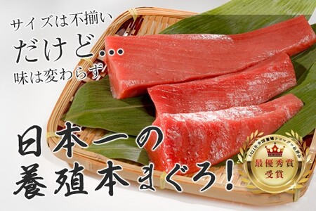マグロ 訳あり まぐろ 本マグロ 刺身 赤身 300g 養殖 本まぐろ さしみ 刺し身 ネギトロ ねぎとろ 漬け丼 海鮮丼 まぐろたたき 海鮮セット 柵 年末 年始 正月 高知県 大月町