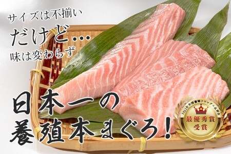 【12/23までの寄附で年内発送】 マグロ 訳あり まぐろ 本マグロ 刺身 大トロ 140g 養殖 本まぐろ さしみ 刺し身 ネギトロ ねぎとろ 漬け丼 海鮮丼 まぐろたたき 海鮮セット 柵 年末 年始 正月 高知県 大月町