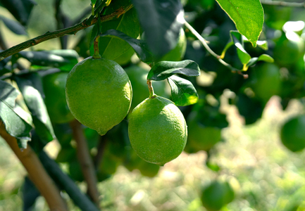 こじゃんとレモン 4kg