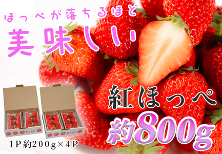 いちご 紅ほっぺ 約200g×4パック 苺 イチゴ 新鮮 とれたて 朝採れ