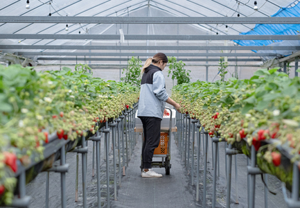 いちご 紅ほっぺ 約200g×4パック 苺 イチゴ 新鮮 とれたて 朝採れ