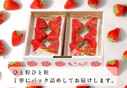 いちご 紅ほっぺ 約200g×4パック 苺 イチゴ 新鮮 とれたて 朝採れ