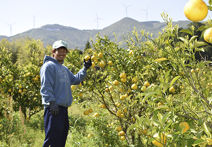 甘口 小夏 3kg 家庭用 日向夏 ニューサマーオレンジ 柑橘 みかん ノーワックス こなつ くだもの 果物 産直 旬の果物 お取り寄せ 産地直送 フルーツ 爽やか スッキリ 甘い 高知県 大月町産 コーラルフルーツ農場