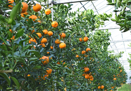 せとか 約5kg 家庭用 高知県産 ハウス栽培