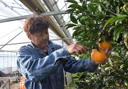 せとか 約5kg 家庭用 高知県産 ハウス栽培