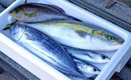 朝どれ！1000種類の魚種がいる大月の鮮魚便