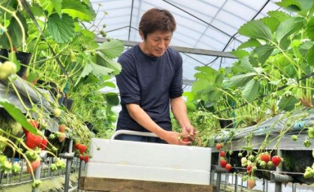 本葛氷(ほんくずごおり)　苺みるく