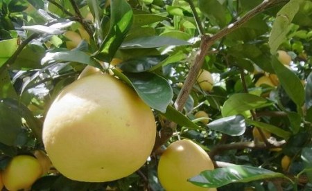 柑橘「河内ばんかん」ジュース3本セット