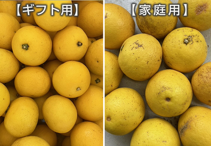 小夏 1.5kg 家庭用 日向夏 ニューサマーオレンジ くだもの 果物 旬の果物 高知県 大月町