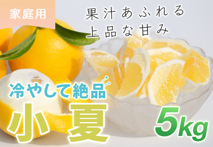 小夏 5kg 家庭用 日向夏 ニューサマーオレンジ 柑橘 みかん ノーワックス こなつ くだもの 果物 産直 旬の果物 お取り寄せ 産地直送 フルーツ 爽やか スッキリ 甘い 高知県 大月町産 コーラルフルーツ農場
