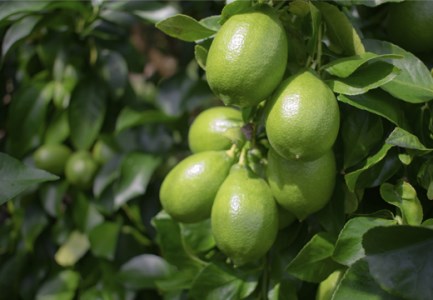 【高知県 大月町産】爽やかな香りの温室グリーンレモン　1.2kg