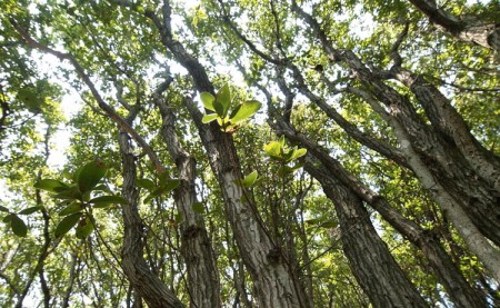 BBQにおすすめ!土佐備長炭 2級 7kg | 高知県大月町 | ふるさと納税