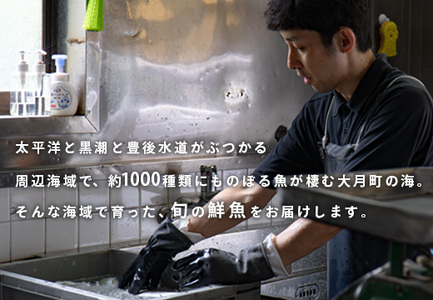 【定期便6回】山田さんちの鮮魚便(奇数月)