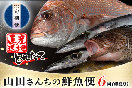 定期便】山田さんちの「旬の鮮魚便」 計6回(偶数月) | 高知県大月町