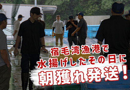 【定期便12回】山田さんちの鮮魚便