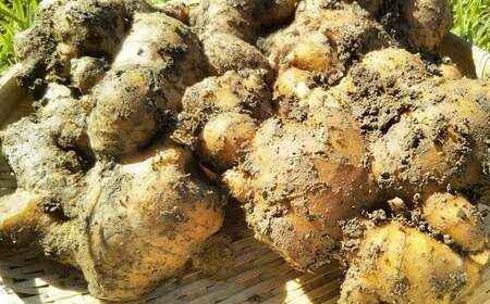 こだわり親生姜 土付き 500g 生姜 ［1054］