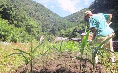 こだわり親生姜 土付き 500g 生姜 ［1054］