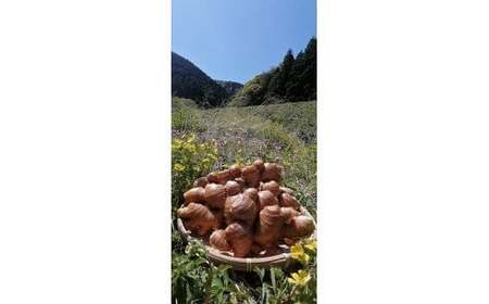 水洗い2kg しょうが 農薬肥料不使用 こだわり農法の生姜 ［1323-2］