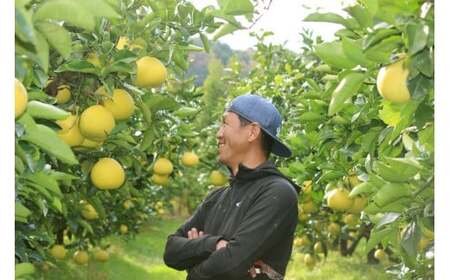 成田果樹園 の 土佐文旦 7kg 文旦 大玉 家庭用 ぶんたん [1686]