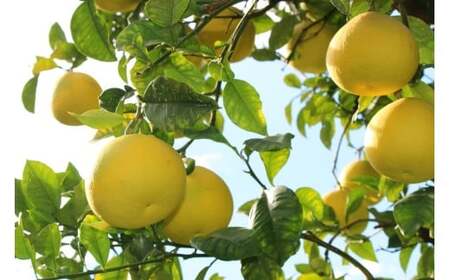 成田果樹園 の 土佐文旦 10kg 家庭用 文旦 訳あり ぶんたん [1688]