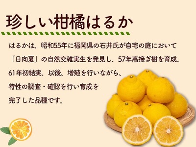 成田果樹園の はるか  3kg （ ご家庭用 ） はるか 柑橘 果物 ［1682］