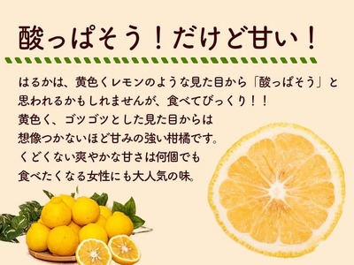 成田果樹園の はるか  3kg （ ご家庭用 ） はるか 柑橘 果物 ［1682］