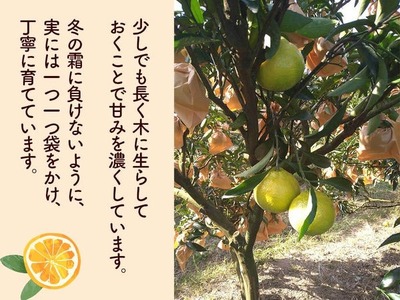 成田果樹園の はるか  3kg （ ご家庭用 ） はるか 柑橘 果物 ［1682］