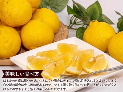 成田果樹園の はるか  3kg （ ご家庭用 ） はるか 柑橘 果物 ［1682］