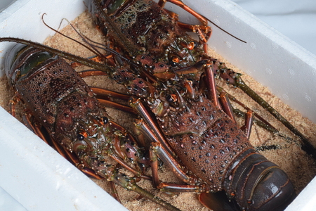 天然 伊勢海老 1.0kg（2～4尾） 黒潮町 ［0302］