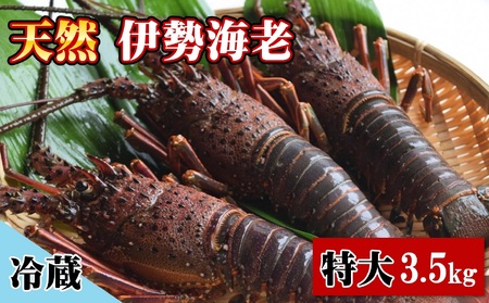 天然 伊勢海老 特大 3.5kg（4～6尾） 黒潮町 ［1085］