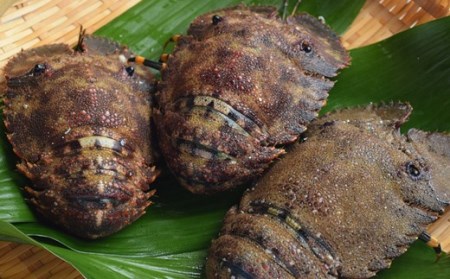 タビエビの活セット　1.0kg（4〜6尾）［1007-2］