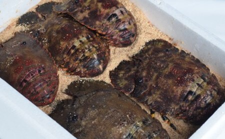 タビエビの活セット　1.0kg（4〜6尾）［1007-2］