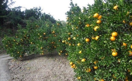 植田農園 の ポンカン 5kg 高知県 産（ご 家庭用 ） ［1183］