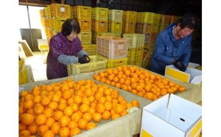 植田農園 の ポンカン 5kg 高知県 産（ご 家庭用 ） ［1183］